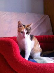 Gatita adopcion Valladolid, Saray