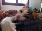 Gatita en adopcion en Valladoild, tricolor arlequinada, cariñosa, 3 meses