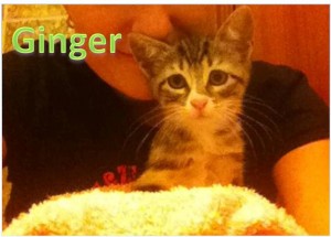Gatita adopcion Valladolid, atigrada, mes y medio, cariñosisima, Ginger Gatita adopcion Valladolid, atigrada, mes y medio, cariñosisima, Ginger