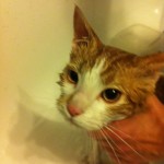 Gato adopción Valladolid Orion baño. super cariñoso, pesadísimo.