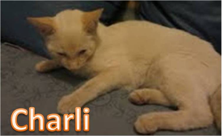 gato adopcion Valladolid, blanco, ojos azules, 6 meses, castrado