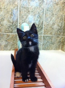 Gato adopción Valladolid Arthur