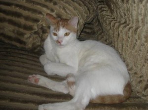 Gato adopción Valladolid Gos