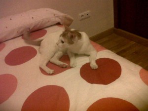 Gato adopción Valladolid Gos