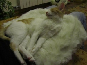 gatita adopción Valladolid, Edna