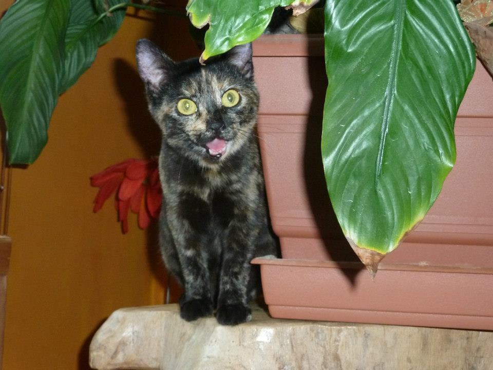 GATITA EN ADOPCION VALLADOLID, BOMBOM 19