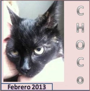 Gatita en adopcion, Choco