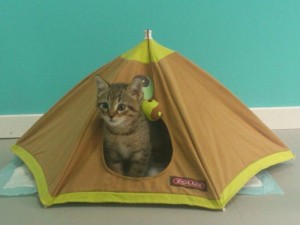 Gato adopción Valladolid Buffy