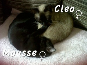 gatitas en adopcion 2