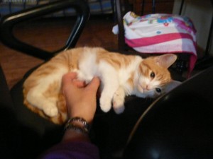 GATITO ADOPCION VALLADOLID JONESY