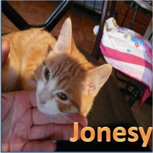 GATITO EN ADOPCION JONESY