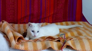 Gatito en adopcion en Valladolid, Mixu 5