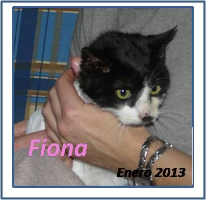 GATA ADOPCION VALLADOLID, FIONA