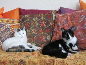 GATA EN ADOPCION EN VALLADOLID, PINTAS 1