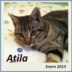 GATO EN ADOPCION EN VALLADOLID, ATILA