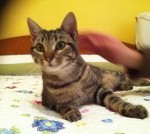 GATO EN ADOPCION EN VALLADOLID, ATILA 