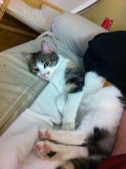 Gatita en adopción en Valladolid, Seki