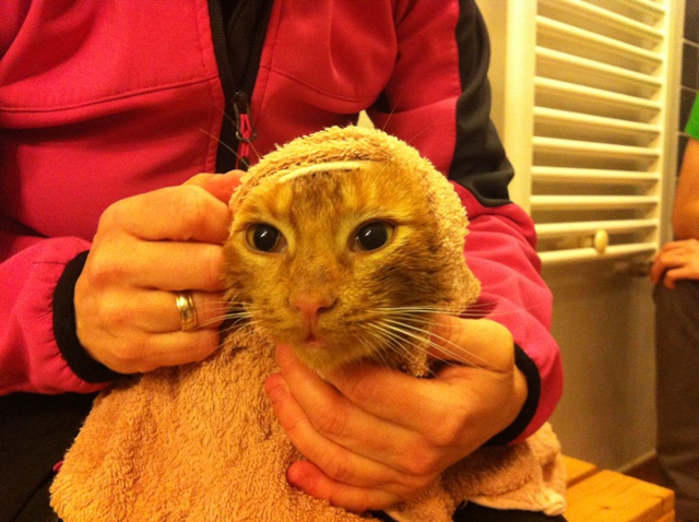 Gatito en adopción en Valladolid, Figaro  1