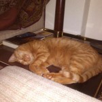 Gatito en adopción en Valladolid, Figaro  19