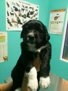 PERRITA EN ADOPCION EN VALLADOLID, SOPA