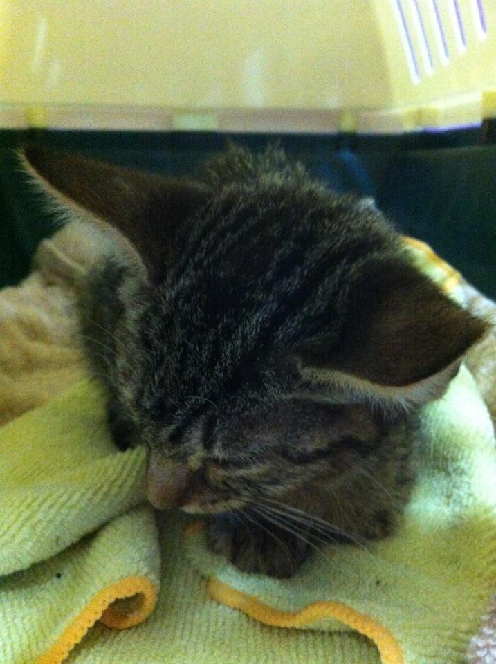 gatita adopcion Valladolid MILA 1