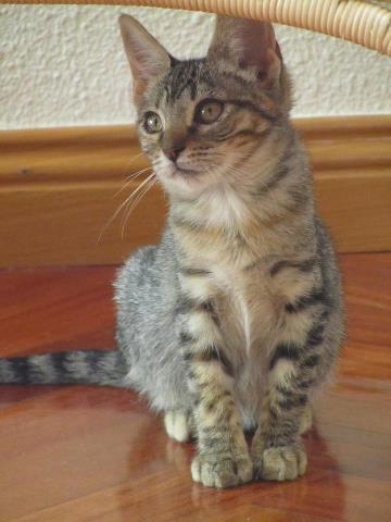 gatita en adopcion en Valladolid Mila 2