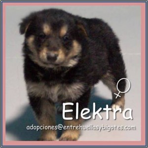 Cachorrita en adopción Elektra