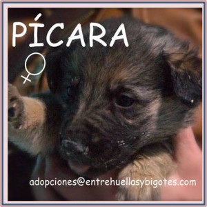 Cachorrita en adopción Picara