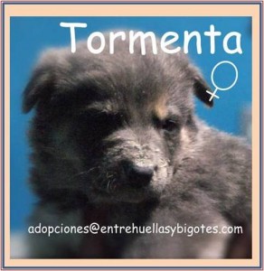 Cachorrita en adopción Tormenta