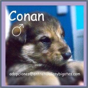 Cachorrito en adopción Conan