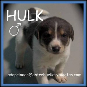 Cachorrito en adopción HULK