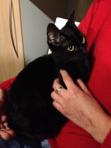 GATITA EN ADOPCION, PERLA