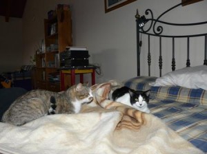 GATO EN ADOPCION EN VALLADOLI, OTTO 5