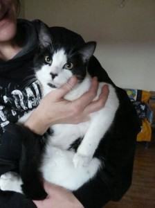 GATO EN ADOPCION EN VALLADOLI, OTTO4