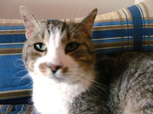 GATO EN ADOPCION EN VALLADOLID JASPE 1