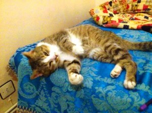 GATO EN ADOPCION EN VALLADOLID JASPE 6