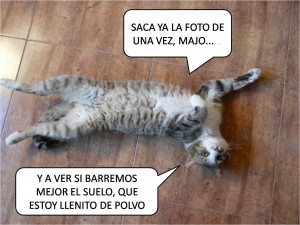 GATO EN ADOPCION EN VALLADOLID JASPE VOZ-1