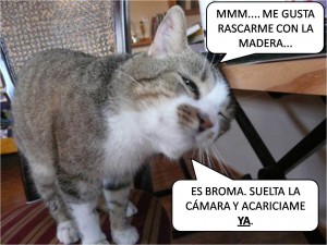 GATO EN ADOPCION EN VALLADOLID JASPE VOZ-2