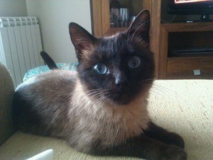 Gata en adopcion en Valladolid Penni 1