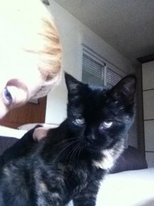 Gatita en adopcion, Choco 1