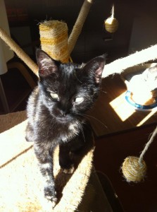 Gatita en adopcion, Choco 4