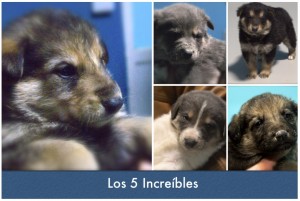 PERRITOS EN ADOPCION VALLADOLID los 5