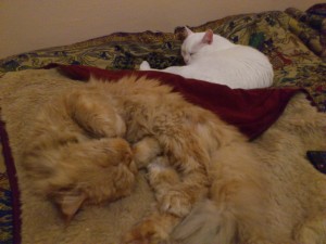 REX EN SU NUEVO HOGAR