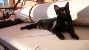 gatita en adopción Valladolid, Bridget 1