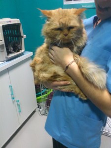 gato en adopcion en Valladolid 1