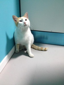 Gato en adopcion, Pipo