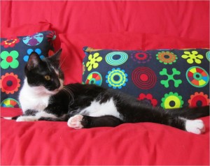 GATA EN ADOPCION EN VALLADOLID, PINTAS 19