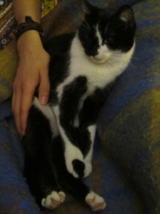 GATA EN ADOPCION EN VALLADOLID, PINTAS 8