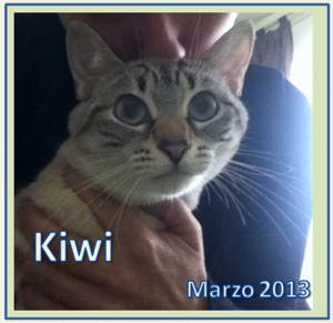 GATITA EN ADOPCION KIWI.
