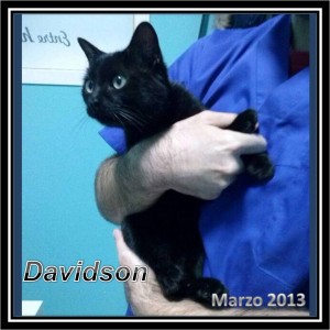 GATO EN ADOPCIN , DAVIDSON
